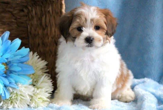 TJ-Shichon-e1518963595205.jpg