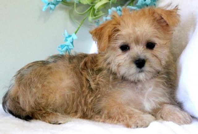 Tammy-Morkie.jpg