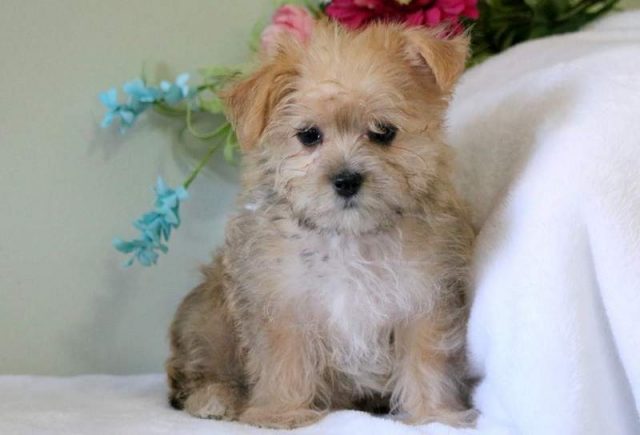 Tammy-Morkie2.jpg