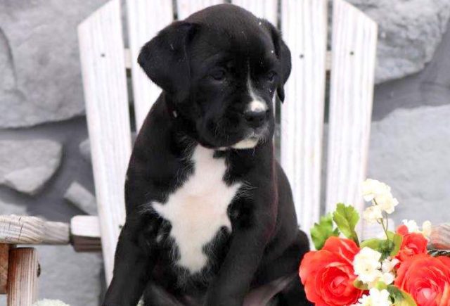 Tandy-Boxer.jpg