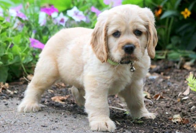 golden cocker spaniel teddy