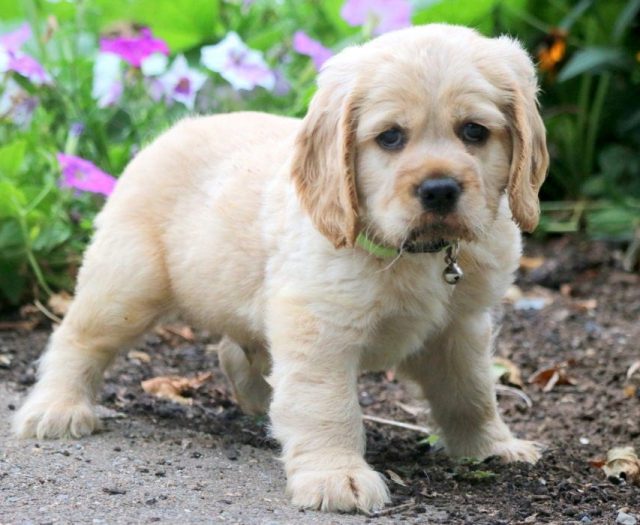 teddy bear cocker spaniel