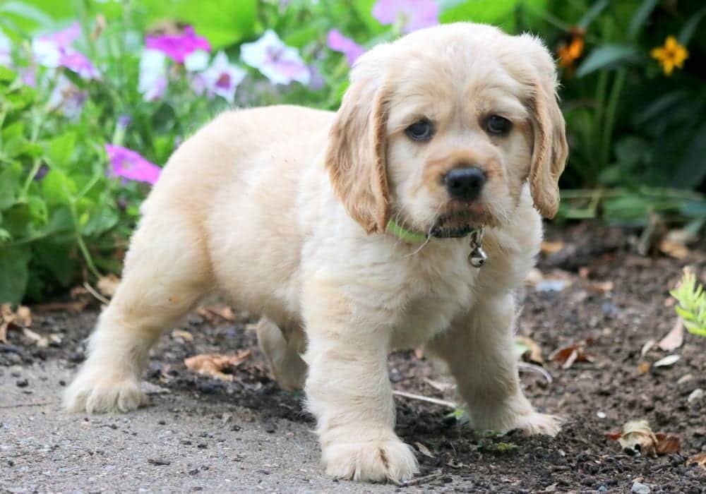 springer spaniel teddy bear