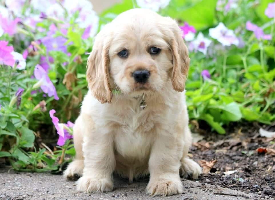 Teddy Bear | Cocker Spaniel Puppy For 