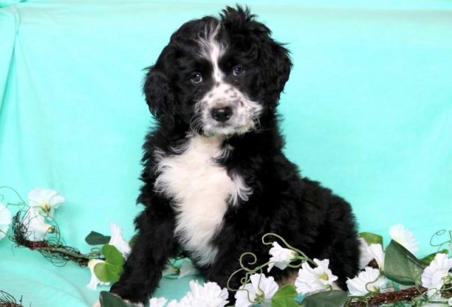 Teddy-Bernedoodle-1.jpg