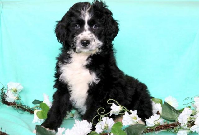 Teddy-Bernedoodle-2.jpg