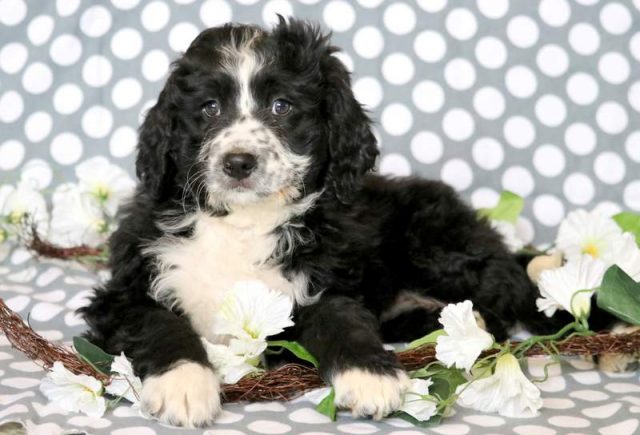 Teddy-Bernedoodle-4.jpg