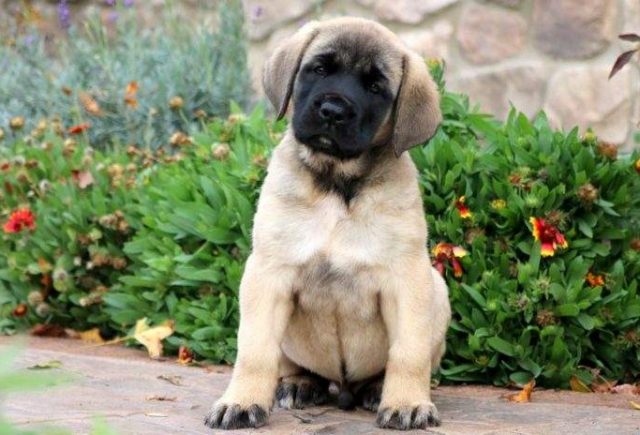 Teddy-English-Mastiff-Retake-e1519079695675.jpg
