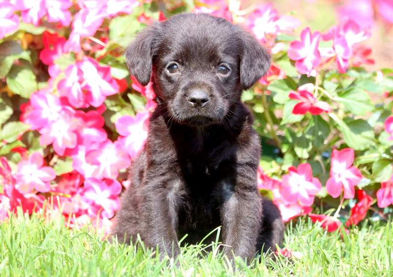 teddy bear retriever