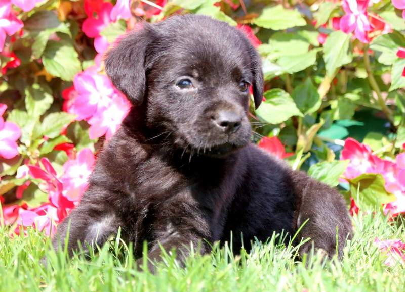 teddy golden retriever