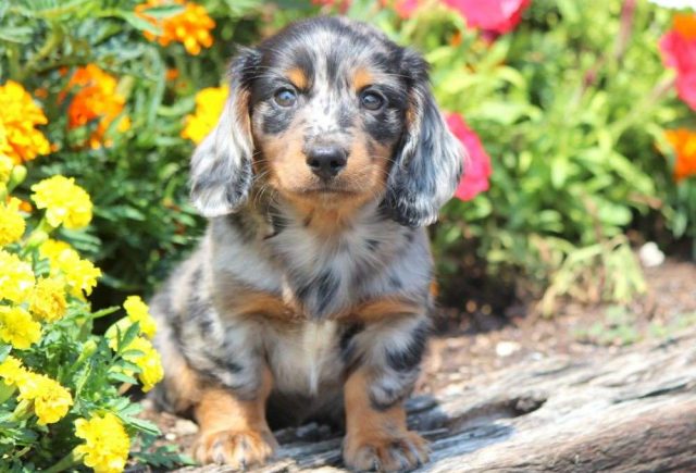 Teddy-Mini-Dachshund.jpg