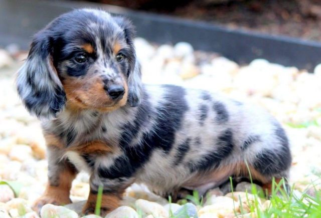Teddy-Mini-Dachshund2.jpg