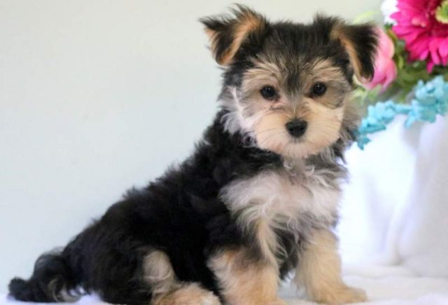 Teddy-Morkie.jpg