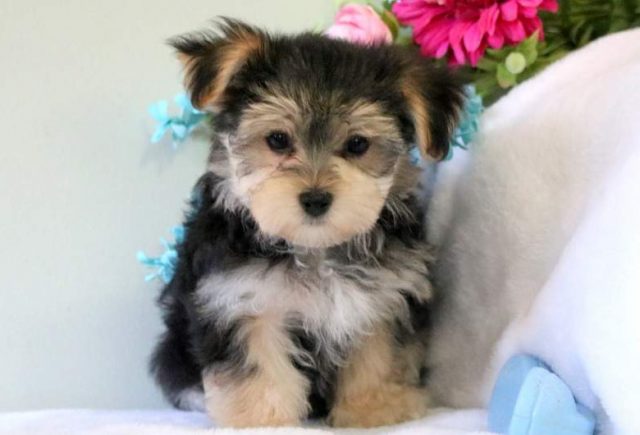 Teddy-Morkie2.jpg
