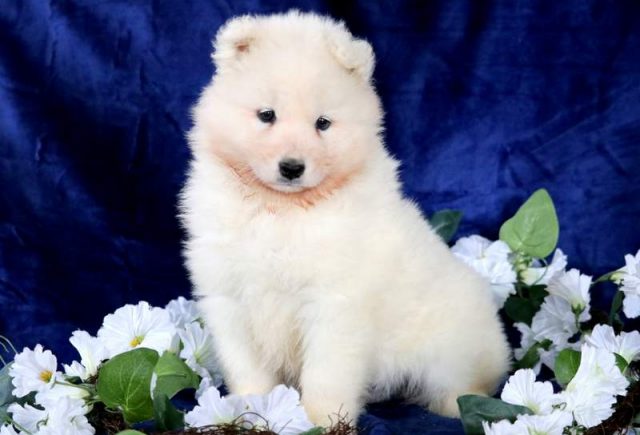 Teddy-Samoyed-1.jpg