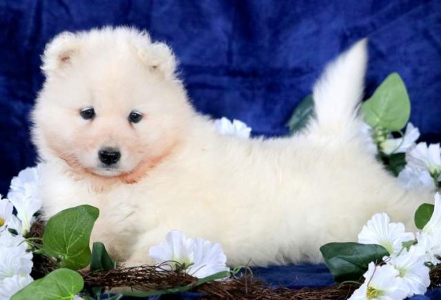 Teddy-Samoyed-2.jpg