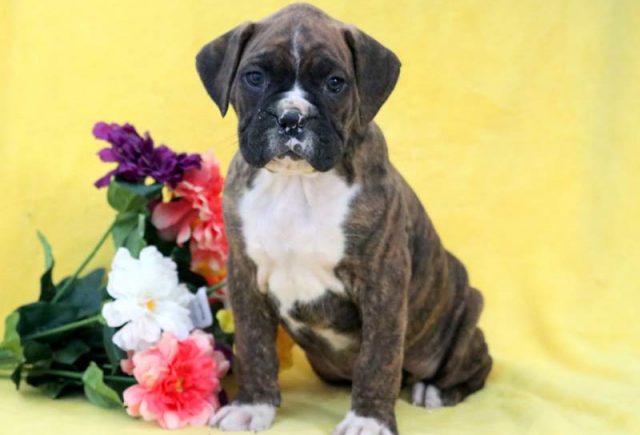Tessa-Boxer.jpg