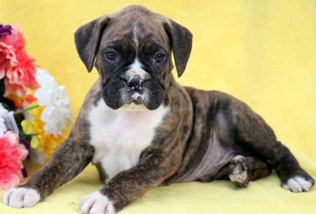 Tessa-Boxer2.jpg