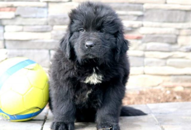 Theo-Newfoundland.jpg