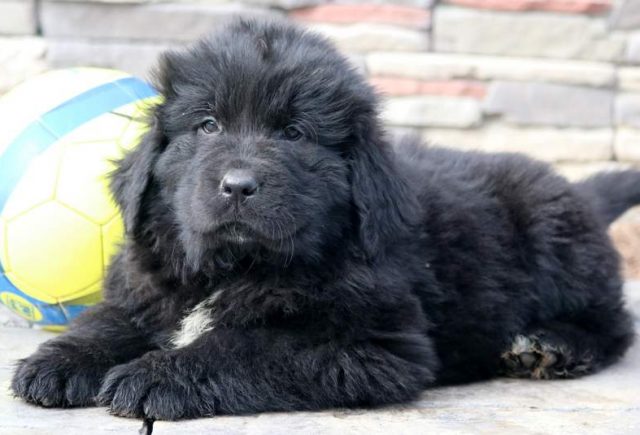 Theo-Newfoundland2.jpg