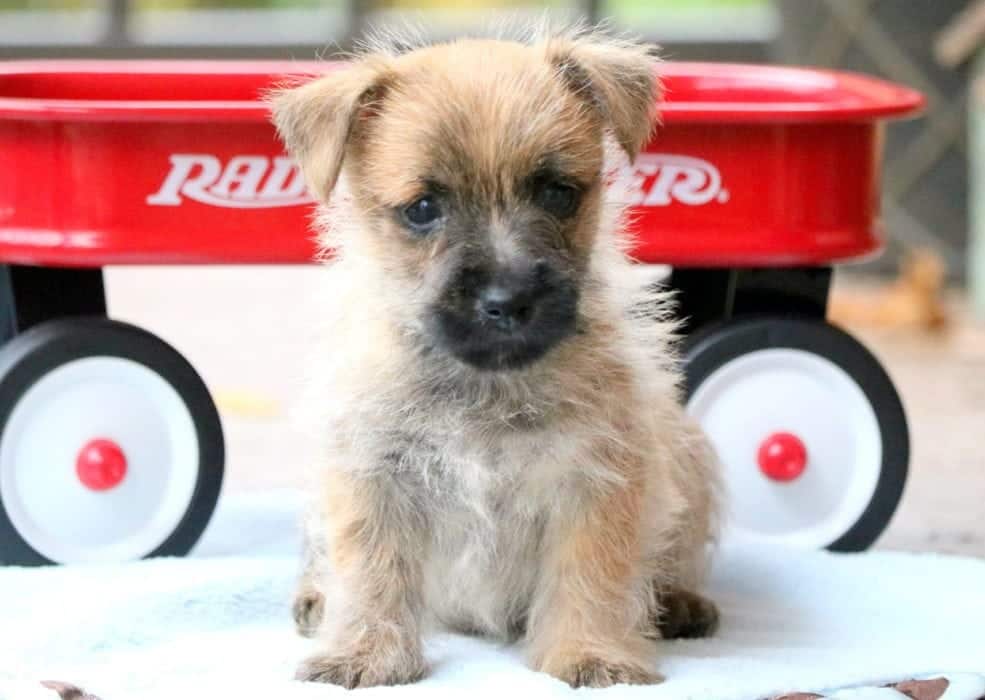 Theodore Cairn Terrier Puppy For Sale Keystone Puppies