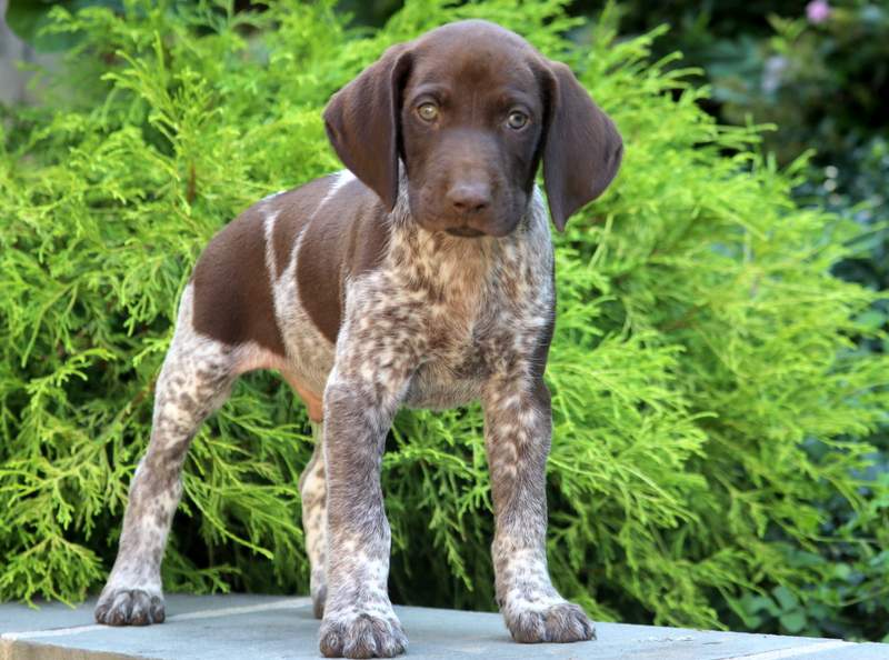 German Shorthaired Pointer Puppies For Sale Orlando