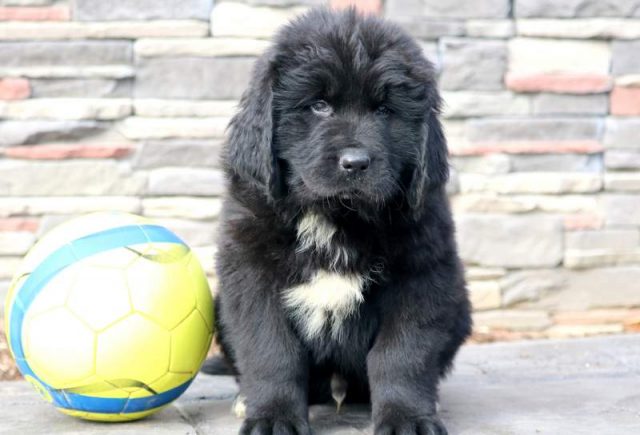 Thunder-Newfoundland.jpg