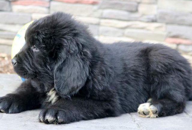 Thunder-Newfoundland2.jpg