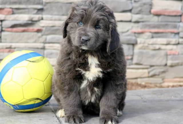 Tia-Newfoundland.jpg