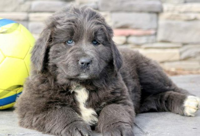 Tia-Newfoundland2.jpg