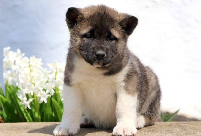 Tiffy-Akita.jpg