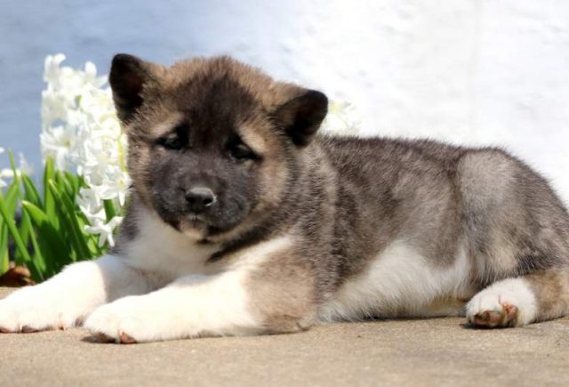 Tiffy-Akita2.jpg