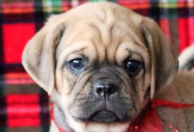 Tigger-3-e1519223670520.jpg