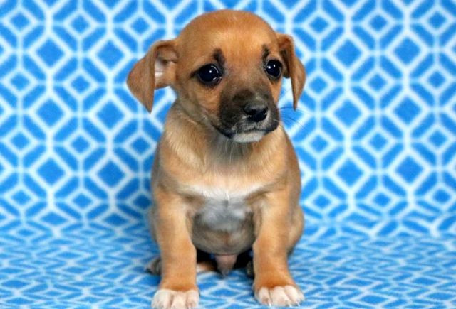 Tike-Jack-Russell-Mix.jpg