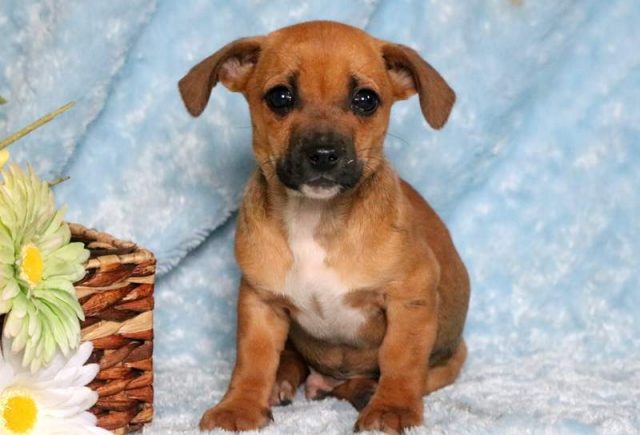 Tike-Jack-Russell-Mix-Retake.jpg