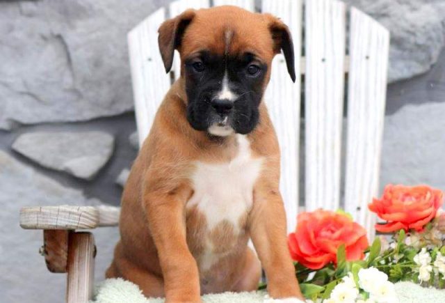 Tilly-Boxer.jpg