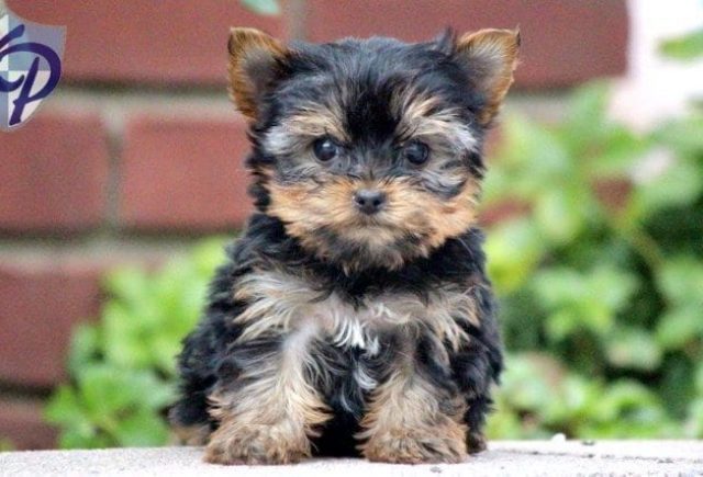 Tilly-Yorkie.jpg