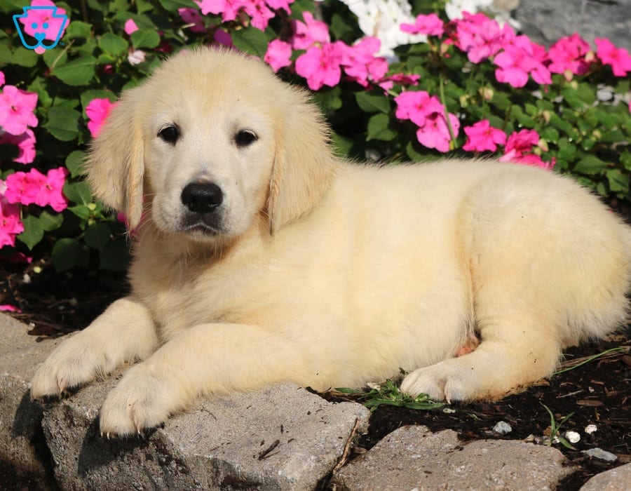 Timmy | Golden Retriever - English Cream Puppy For Sale | Keystone Puppies