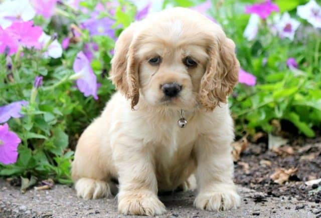 Tommy-Cocker-Spaniel-1.jpg