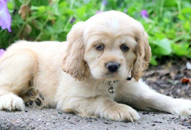 Tommy-Cocker-Spaniel-2.jpg