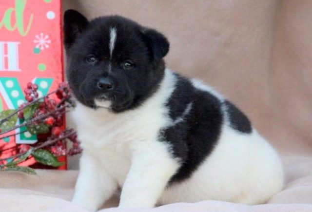 Tony-Akita-e1518967920227.jpg