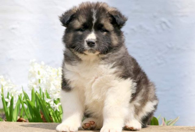Tootsie-Akita.jpg
