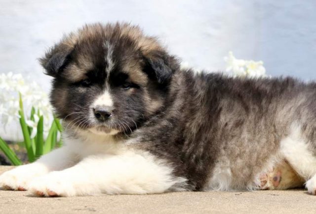 Tootsie-Akita2.jpg
