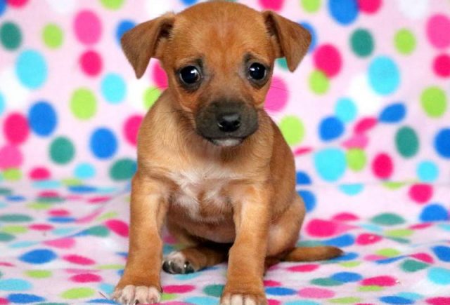 Tootsie-Jack-Russell-Mix.jpg