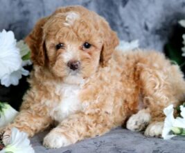Toy Poodle