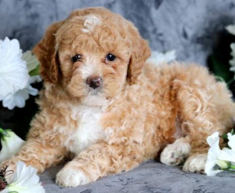 Toy Poodle