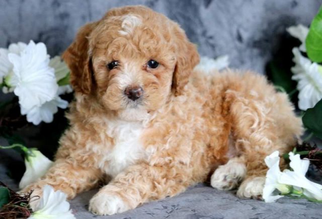 Toy Poodle puppies for sale