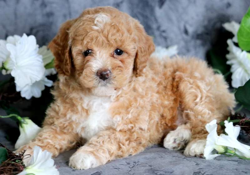 tan toy poodle