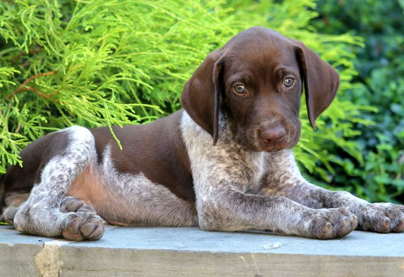 Trixie German Shorthaired Pointer Puppy For Sale Keystone Puppies