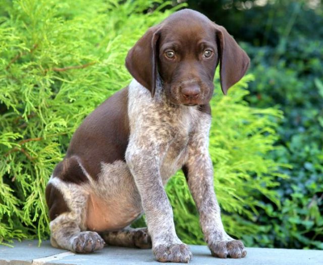 Trixie German Shorthaired Pointer Puppy For Sale Keystone Puppies